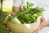 Hands holding basket of fresh rocket