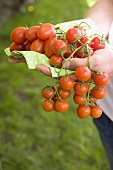 Hände halten frische Tomaten auf grünem Tuch