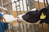 Child feeding calf with milk from a bottle
