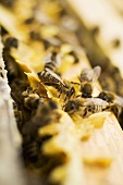 Bienen auf der Wabe