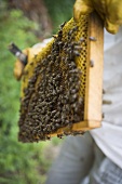 Beekeeper holding honeycomb covered with bees