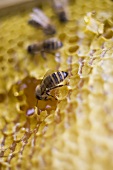 Honeycomb with bees (close-up)