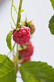 Raspberry on the cane (close-up)