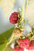 Raspberries on the cane (close-up)