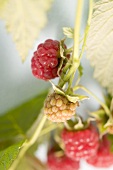 Himbeeren am Strauch (Close Up)