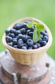 Blueberries with leaves in basket