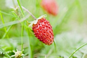 Wild strawberry on the plant (close-up)