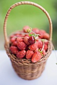 Wild strawberries in basket