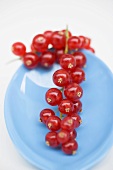 Redcurrants on spoon