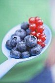 Blueberries and redcurrants on blue spoon