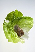 Lebendige Schnecke auf Salatblatt