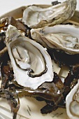 Frische Austern, geöffnet, auf Algen