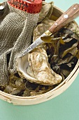 Fresh oysters, seaweed, glove and knife in woodchip basket