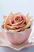 Rosenblüte in rosa Schale