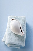 Sea shell on towel