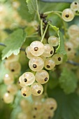 White currants on the bush