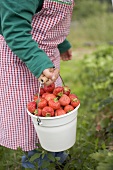 Child holding bucket of strawberries in garden