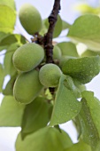 Almonds on branch