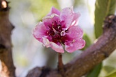 Peach blossom on branch (close-up)