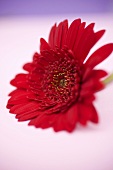 Rote Gerbera