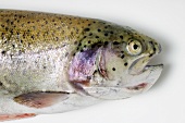 Salmon trout (head)