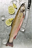 Fresh salmon trout, ice cubes and lemon slices