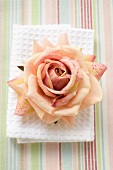 Rosa Rose auf weißem Handtuch