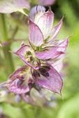 Sage flower (close-up)