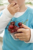 Child eating fresh cherries