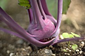 Purple kohlrabi growing in soil