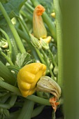 Patty pan squashes on the plant