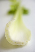 Slice of fresh fennel