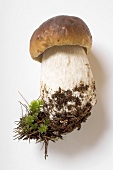 Fresh cep with soil and moss