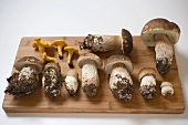 Fresh ceps and chanterelles on chopping board