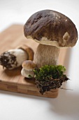 Fresh ceps with moss on chopping board