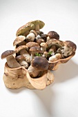 Ceps in carved wooden bowl