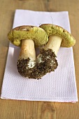 Two freshly picked ceps on kitchen roll