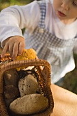 Small girl putting fresh chanterelles into basket