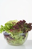 Gemischter Blattsalat in Glasschüssel