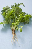 Fresh coriander with root