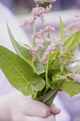 Hand holding flowering sorrel