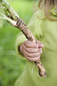Child holding fresh horseradish from the garden