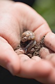 Hand hält kleine Schnecke mit Erde