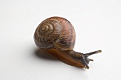 Live snail