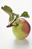 Red and green apple with stalk and leaves