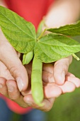 Hands holding green beans with leaves