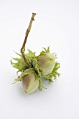 Unripe hazelnuts with twig