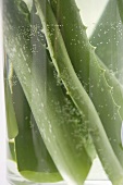 Triebe einer Aloe-Vera-Pflanze im Wasserglas