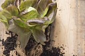 Rote Kopfsalatpflanze mit Wurzeln und Erde auf Holzuntergrund
