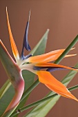 Strelitzia (Bird of paradise flower)